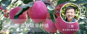 雞心果適合哪里種植