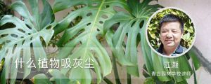 什么植物吸灰塵