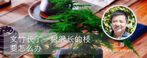 文竹長(zhǎng)了一根很長(zhǎng)的枝要怎么辦