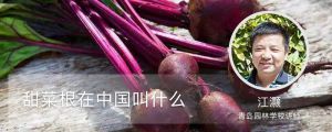 甜菜根在中国叫什么