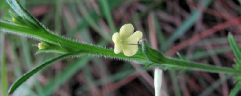 獨(dú)腳金的種植方法、栽培技術(shù)