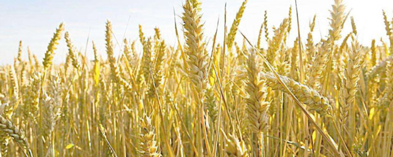 中国十大小麦新品种