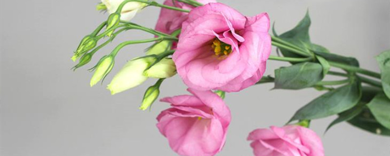 粉色桔梗花语，不同颜色的花语