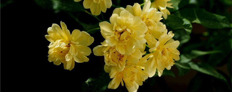 黄木香种植方法，黄木香种植环境