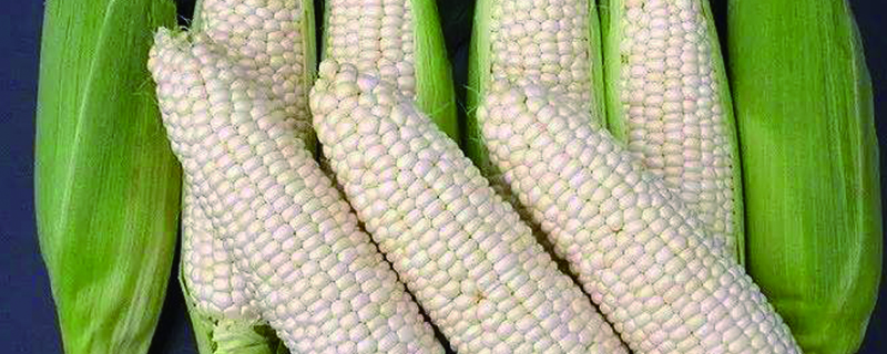 甜玉米播种时间