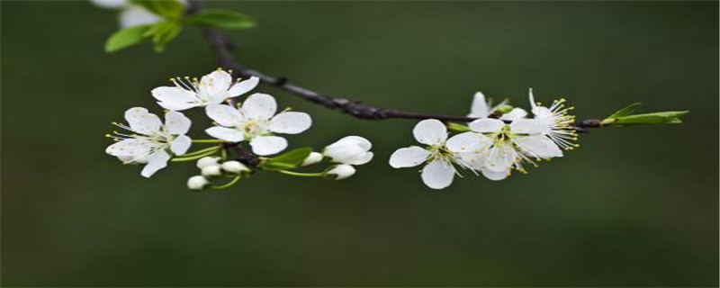 李子树怎么嫁接（李子树怎么嫁接桃树成活率怎样）