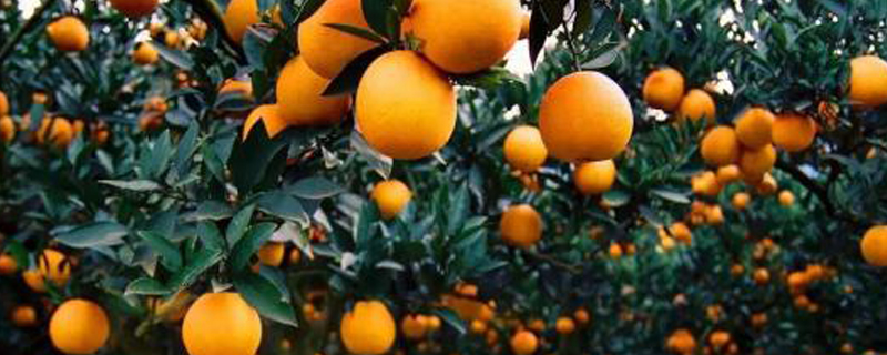 橘子怎么种植方法