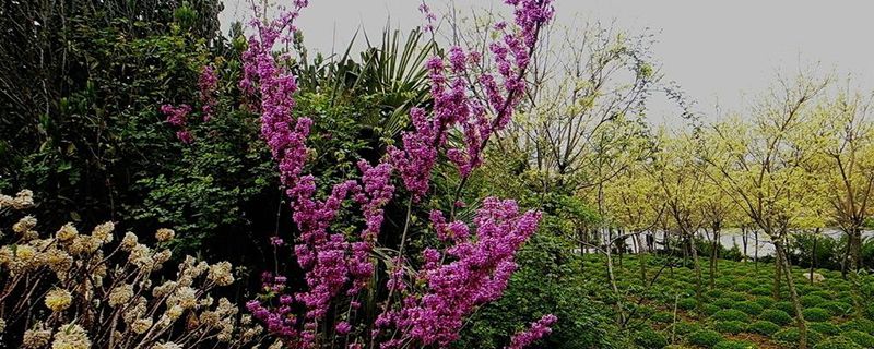 紫荆树几月扦插