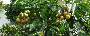 黄皮树种植与管理