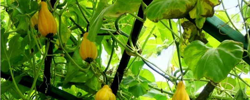 观赏南瓜的养殖方法和注意事项