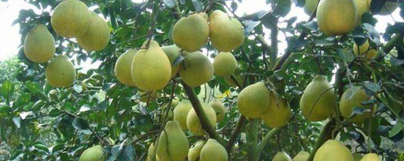 沙田柚的养殖方法和注意事项
