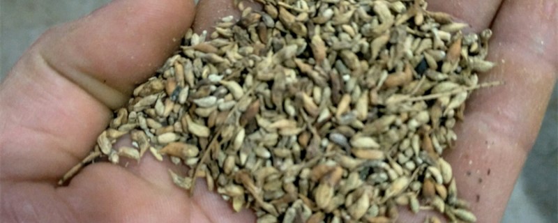 槐米的养殖方法和注意事项