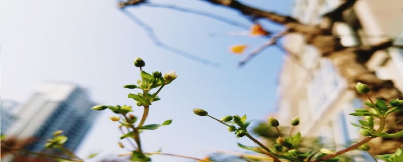 野菠菜的養(yǎng)殖方法