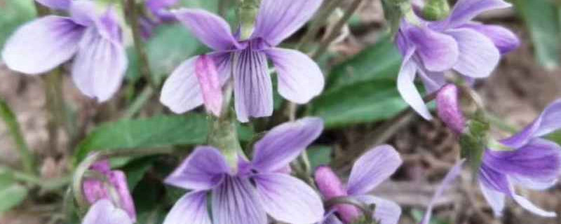 紫花地丁与黄花地丁的区别 花百科