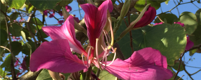 香港的市花是什么花啊，澳門的市花是什么花啊