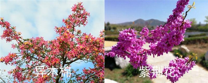 异木棉和紫荆花的区别，异木棉花期