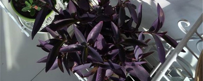 紫鸭趾草的养殖方法和注意事项