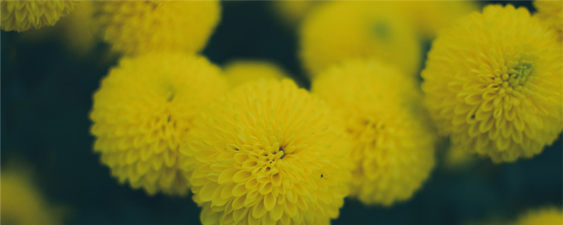 多頭菊什么時(shí)候開花（花期介紹）