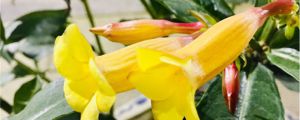 黄蝉叶子发黄的原因和处理方法