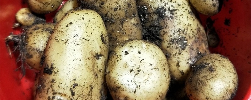 种土豆的方法，用什么底肥最好