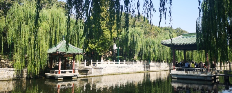 濟(jì)南適合養(yǎng)什么花，市花和市樹是什么