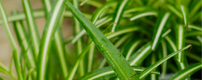 不需要陽(yáng)光又好養(yǎng)的花