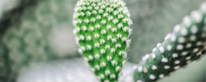 逆境中生長頑強(qiáng)植物