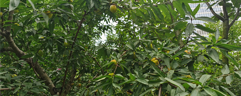 鎮(zhèn)宅辟邪最厲害的植物