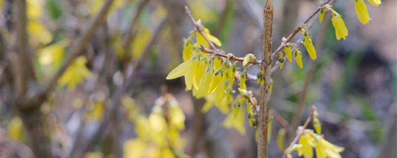 咸陽適合養(yǎng)什么花，市花和市樹是什么