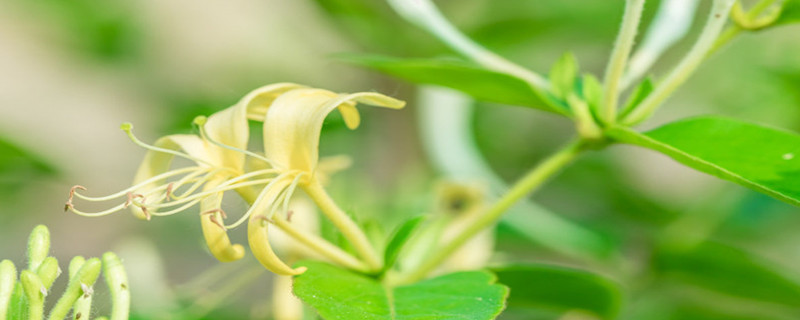 黑河適合養(yǎng)什么花，市花和市樹(shù)是什么