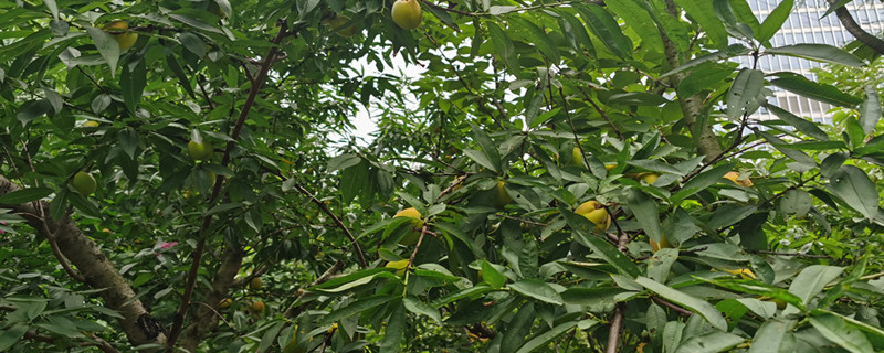 慶陽適合養(yǎng)什么花，市花和市樹是什么