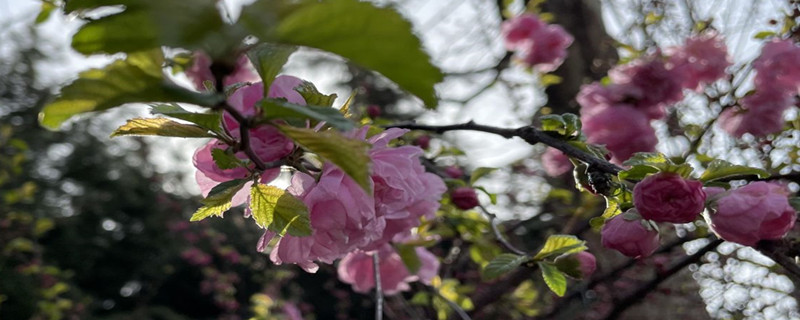 七臺河適合養(yǎng)什么花，市花和市樹是什么