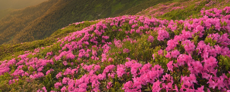 雞西適合養(yǎng)什么花，市花和市樹是什么