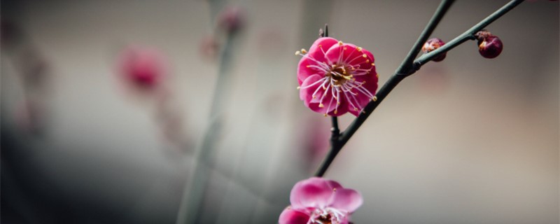 太原適合養(yǎng)什么花，市花和市樹是什么