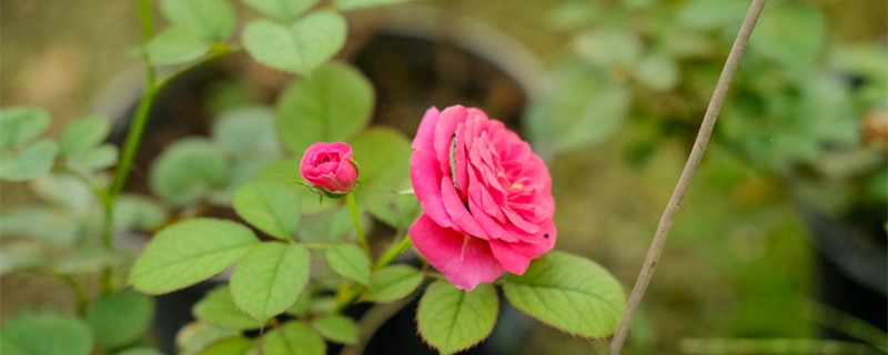 晉中適合養(yǎng)什么花，市花和市樹是什么