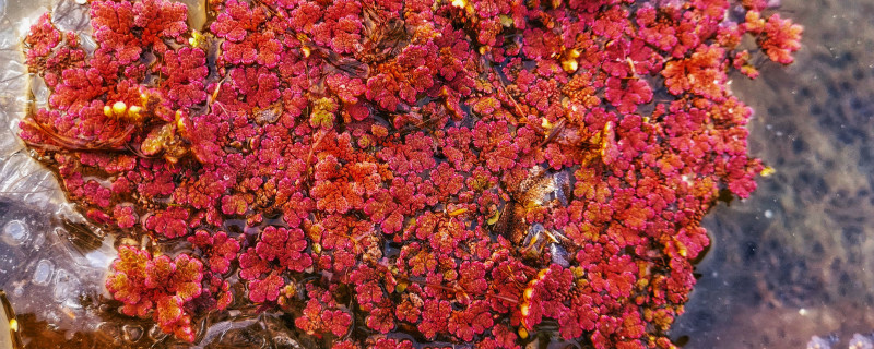 赤峰適合養(yǎng)什么花，市花和市樹是什么