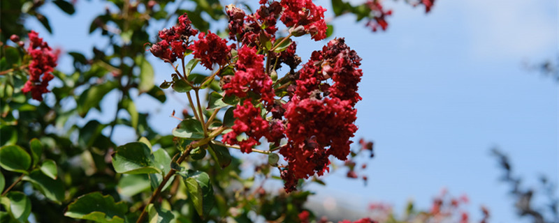 鄂爾多斯適合養(yǎng)什么花，市花和市樹是什么