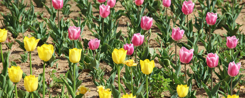 朝陽(yáng)適合養(yǎng)什么花，市花和市樹是什么