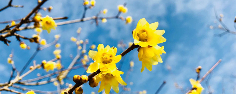 锡林郭勒盟适合养什么花，市花和市树是什么