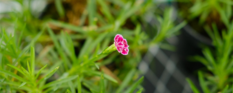 韶關(guān)適合養(yǎng)什么花，市花和市樹是什么