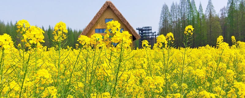 安康适合养什么花，市花和市树是什么