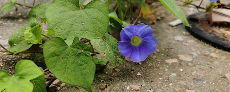 遼源適合養(yǎng)什么花，市花和市樹是什么