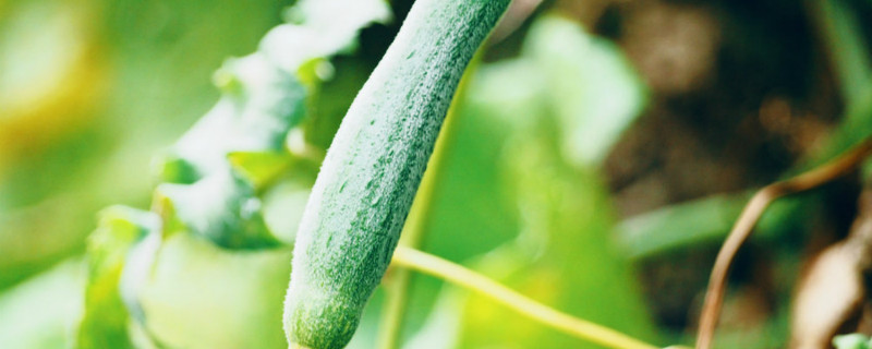 丝瓜为什么只长藤不开花不结果