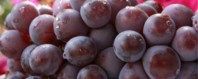 葡萄树叶子发黄是什么原因,是缺什么