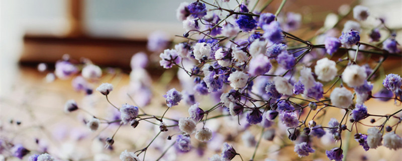 生日送什么花给女生好