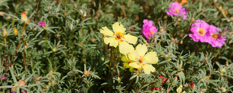 适合阳台暴晒的花卉