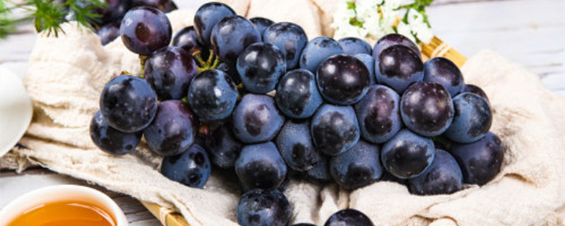 新手如何种植葡萄