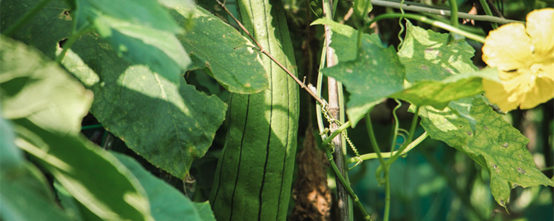 菜瓜种植技术与管理方法 菜瓜种植技术与管理方法