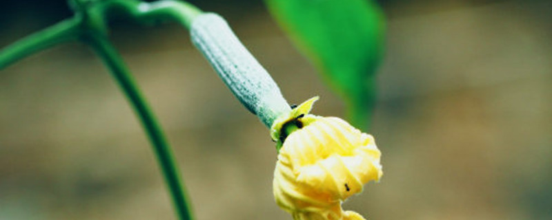 丝瓜种植时间及技术要点