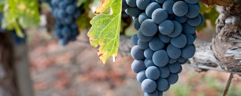 葡萄为什么要套纸袋子